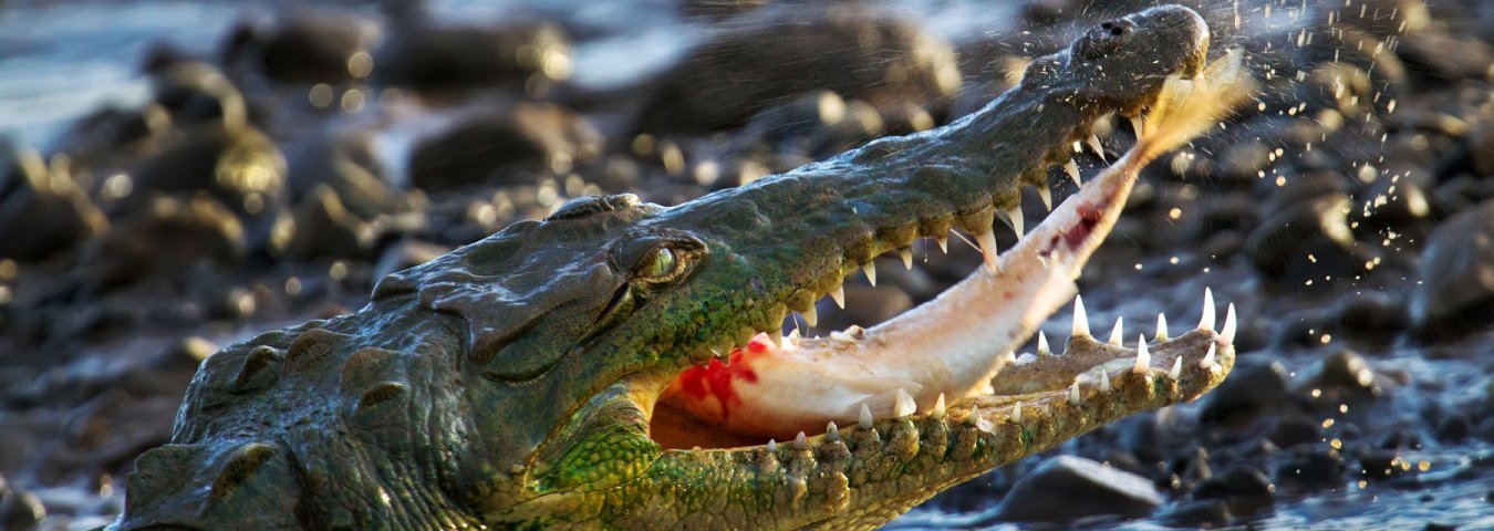 Crocodile Spotting